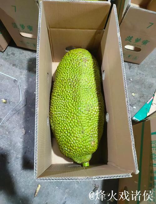 菠萝蜜视频在线播放